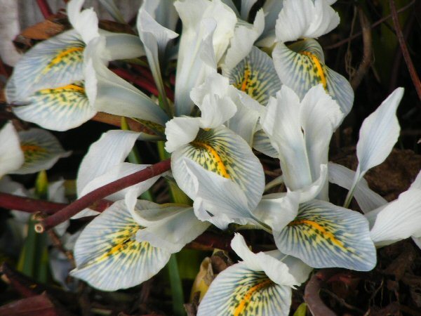 Iris winogradowii x I. histrioides Iris Frank Elder
