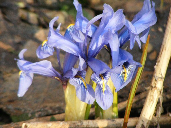 Iris histrioides Major