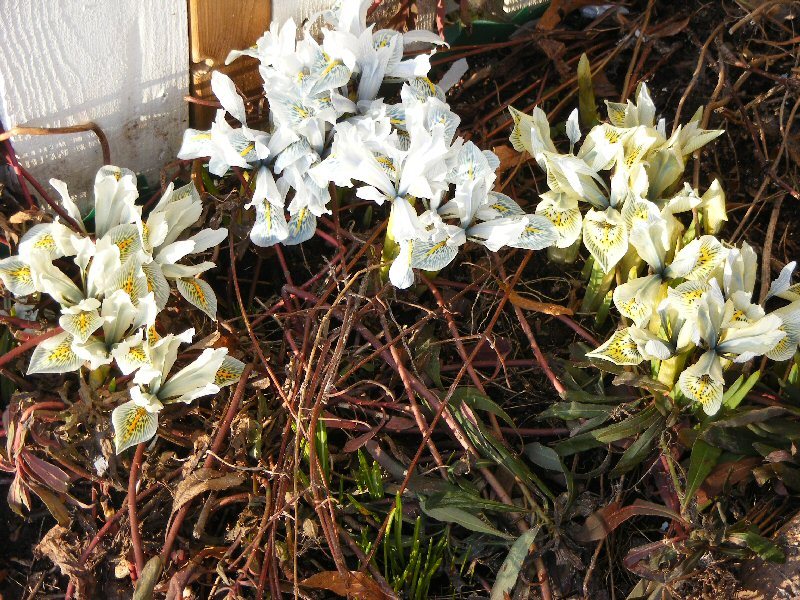 Iris histrioides x winogradowii